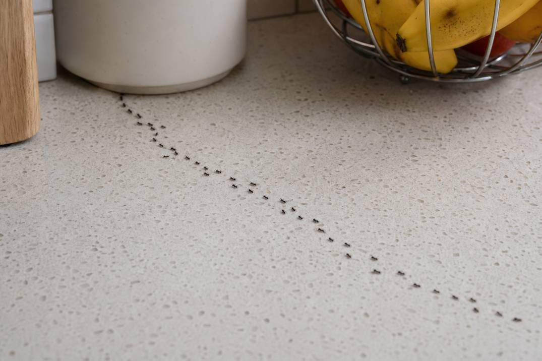 Ant trail spotted on a kitchen counter