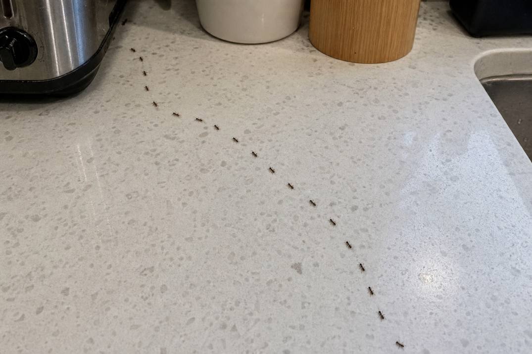Ant trail spotted on a kitchen counter