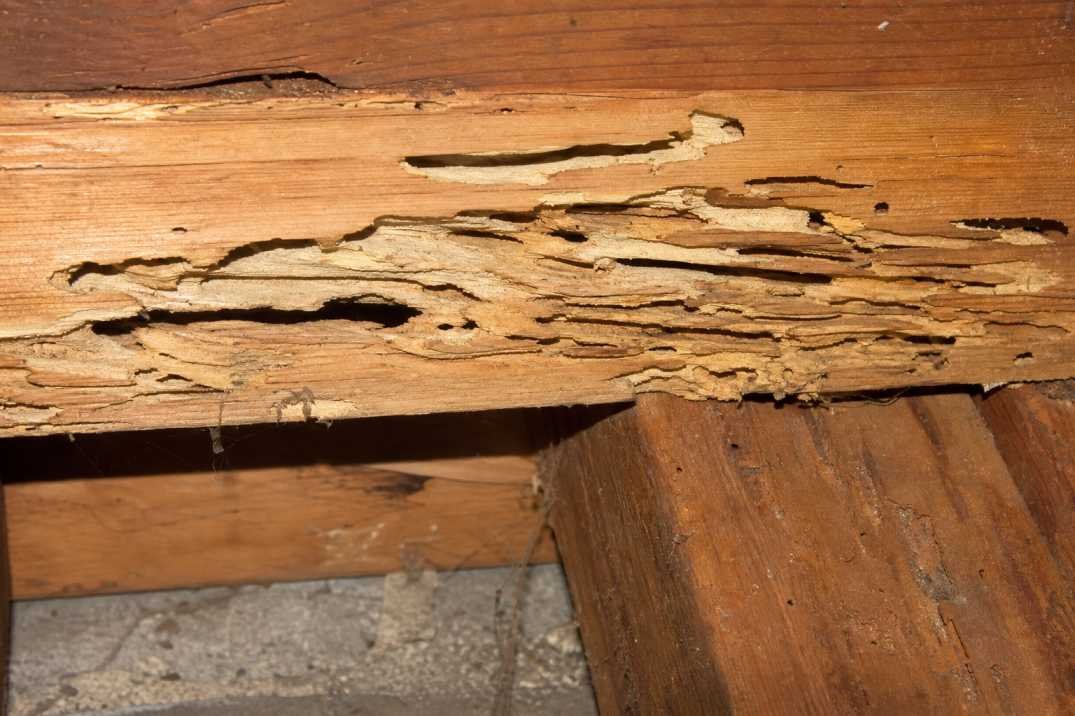 Carpenter ant damage found in wooden structure