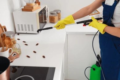 Cockroach gel bait treatment applied in a Faridabad residential kitchen