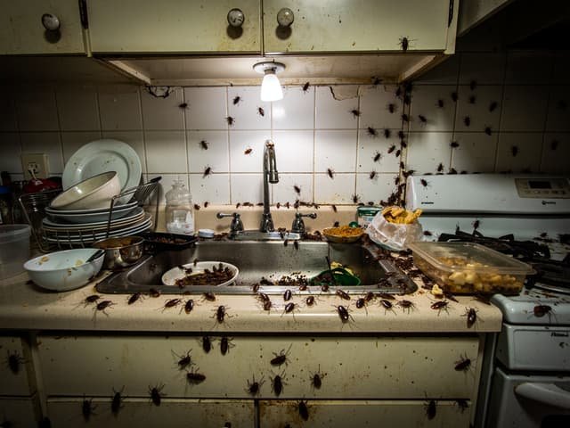 German cockroach infestation in a kitchen