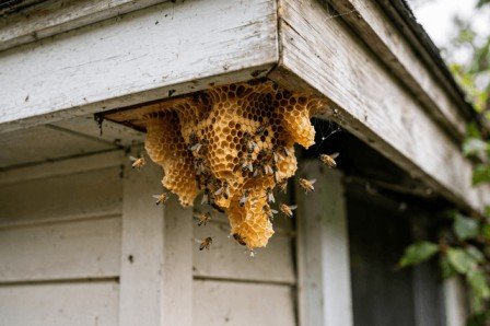 Large honey bee hive discovered beneath a residential roof eave in Delhi NCR