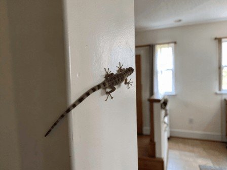House lizard spotted on an interior wall in a Delhi home