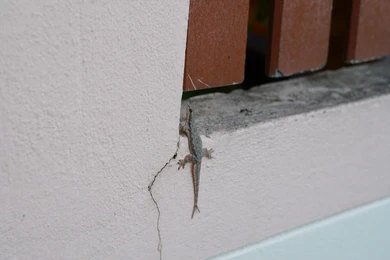 Technician inspecting wall gap and entry point for lizard activity