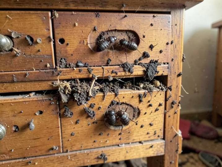 Termite damage on wooden furniture before treatment