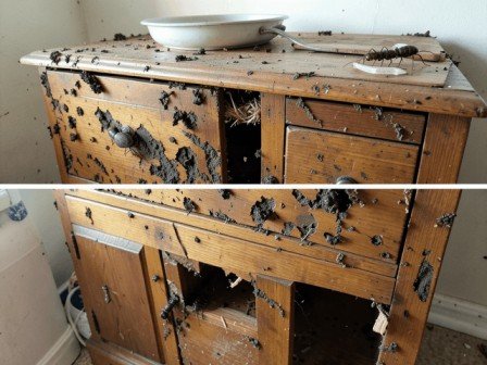 Termite damage on wooden furniture before treatment