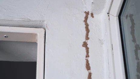 Termite inspection being conducted in a Faridabad apartment building